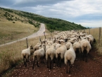  Pecore al pascolo