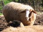 Pecore al pascolo