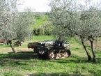 foto-raccolta-olive-novembre-2010