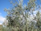 foto-raccolta-olive-novembre-2010