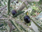 foto-raccolta-olive-novembre-2010-013