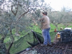 foto-raccolta-olive-novembre-2010-015