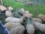 Pecore che mangiano  rami d'olivi