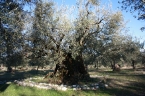 Olivo secolare di Macciano a 4km dall'Agriturismo