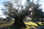 OLivo secolare di Macciano